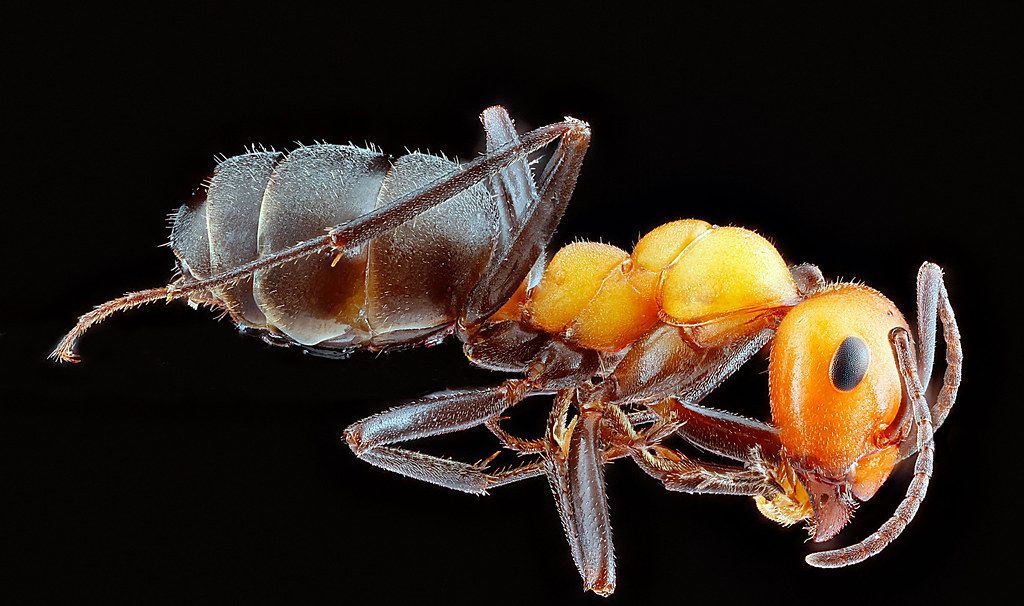 Ant Control service in Springfield, IL