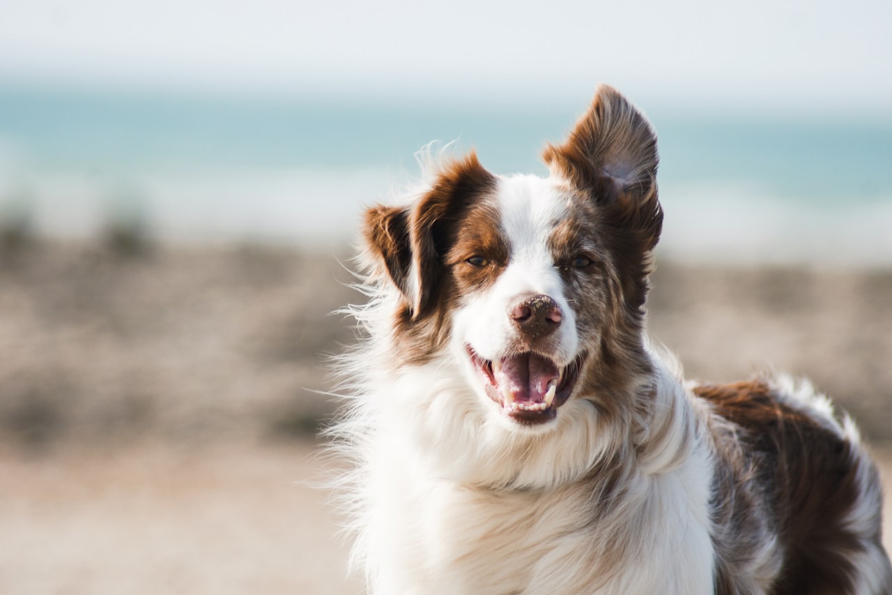 Flea & Tick Control service in Springfield, IL