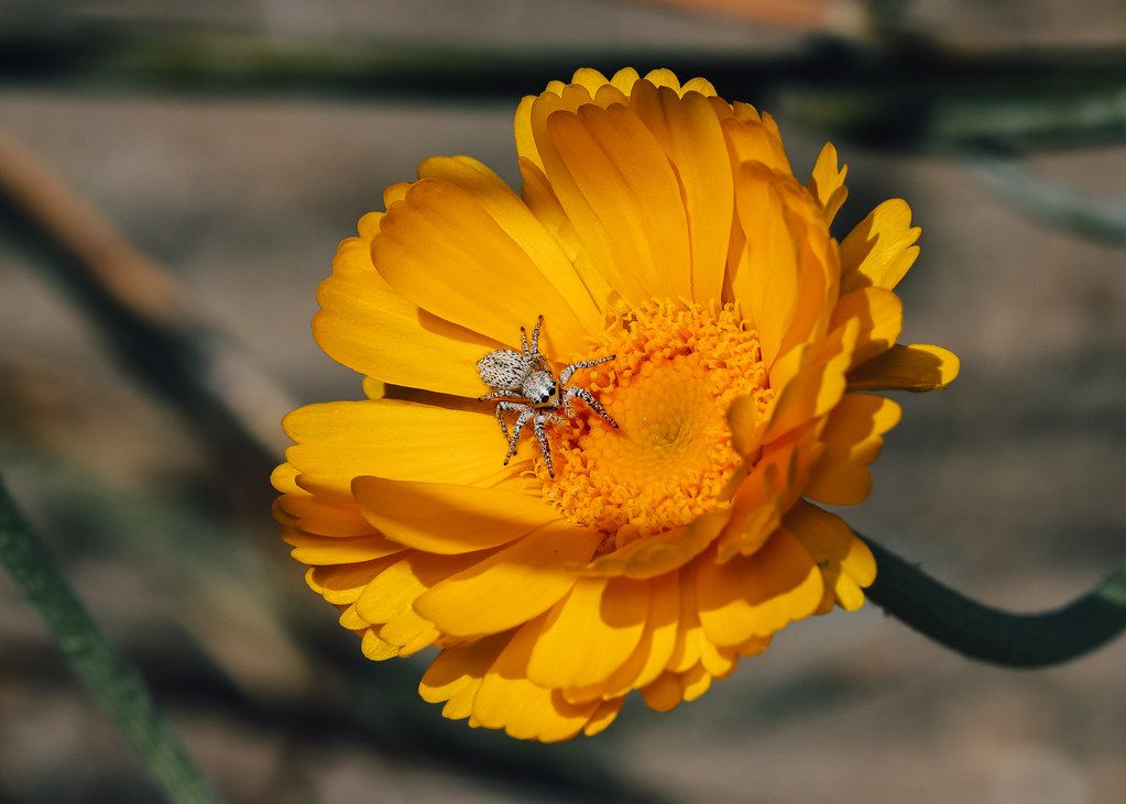 Spider Control service in Springfield, IL